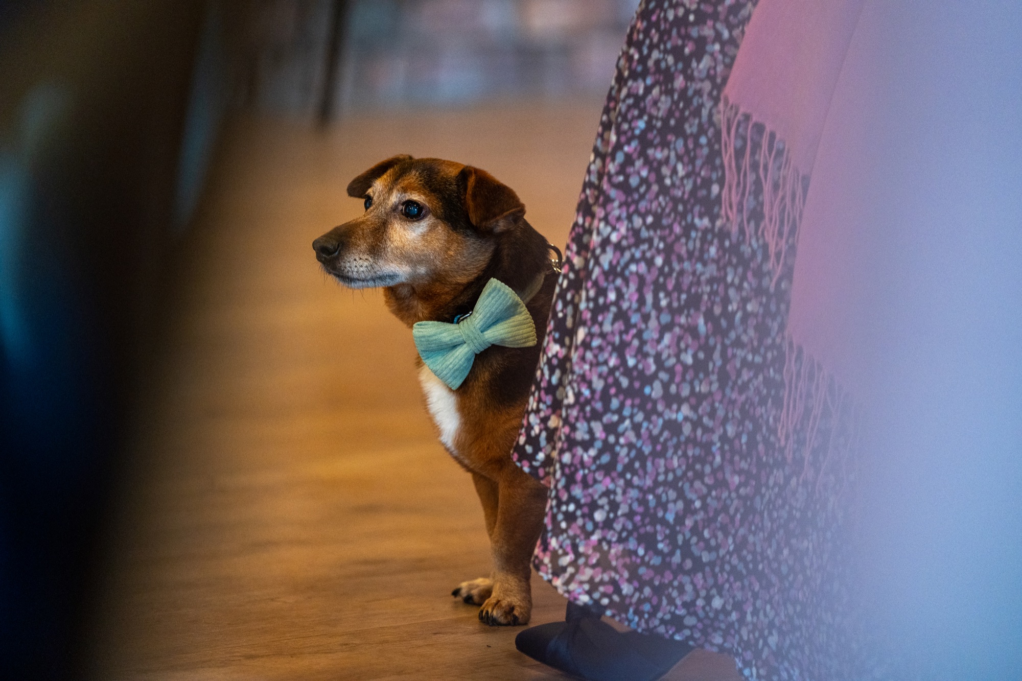 A small dog wearing a bow tie peeking out from behind a guest's dress