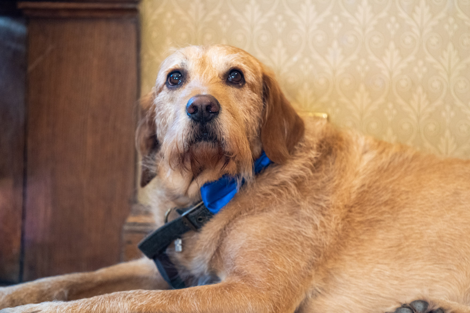 Close-up portrait of a golden-coated dog wearing a bright blue bow tie, lying down indoors against patterned cream wallpaper at Cragwood Country House Hotel, looking up at the camera with soft brown eyes.